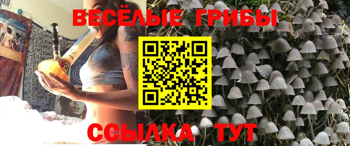 Псилоцибиновые грибы Psilocybe  Вход с VPN  Знаменск 